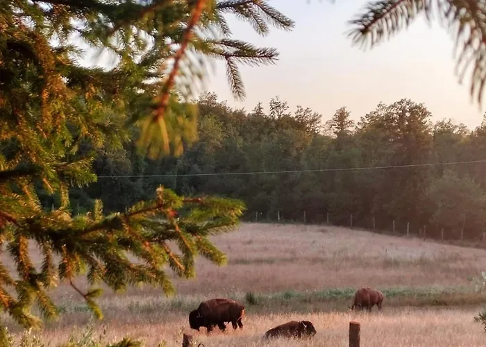 Terra Dei Bisonti
