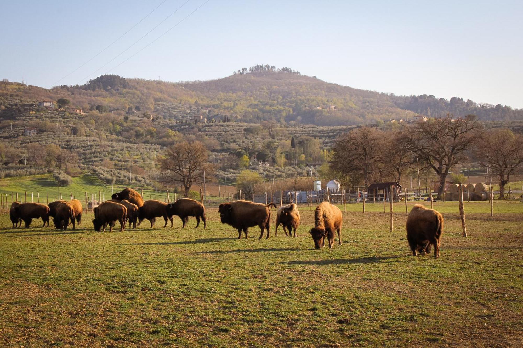 Terra Dei Bisonti