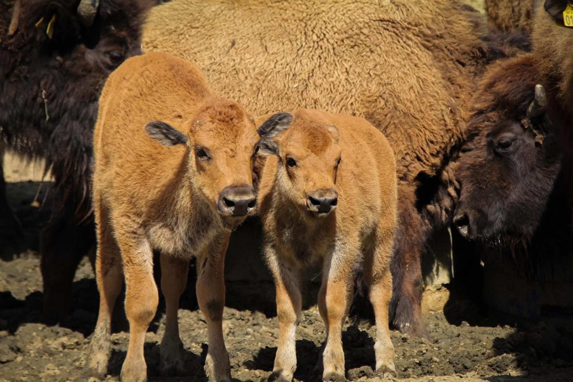 Terra Dei Bisonti *