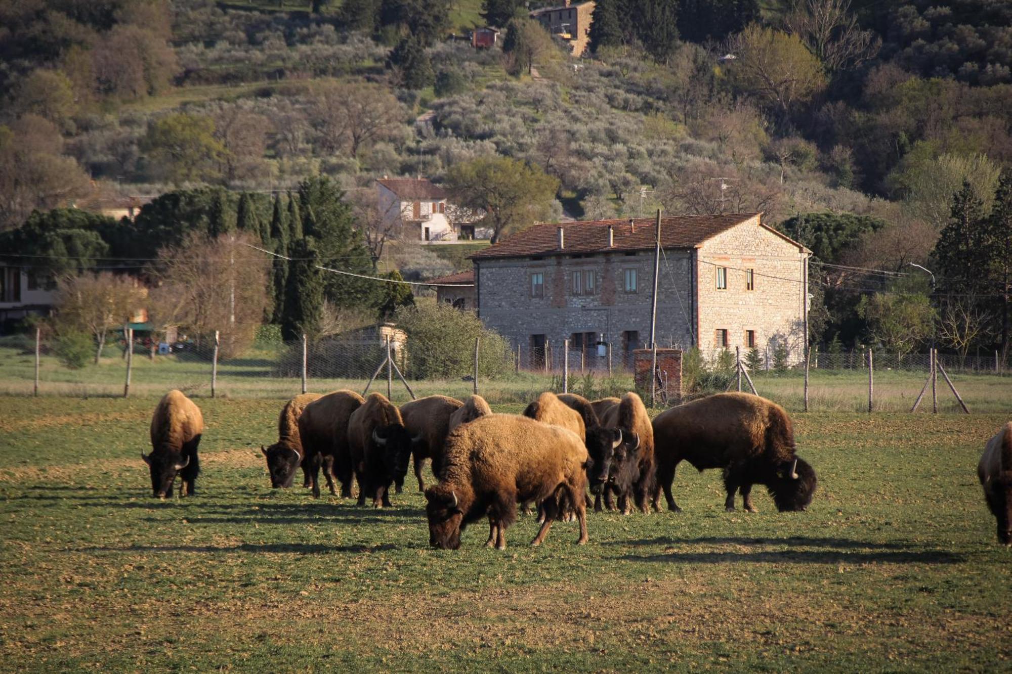 Terra Dei Bisonti Panicale