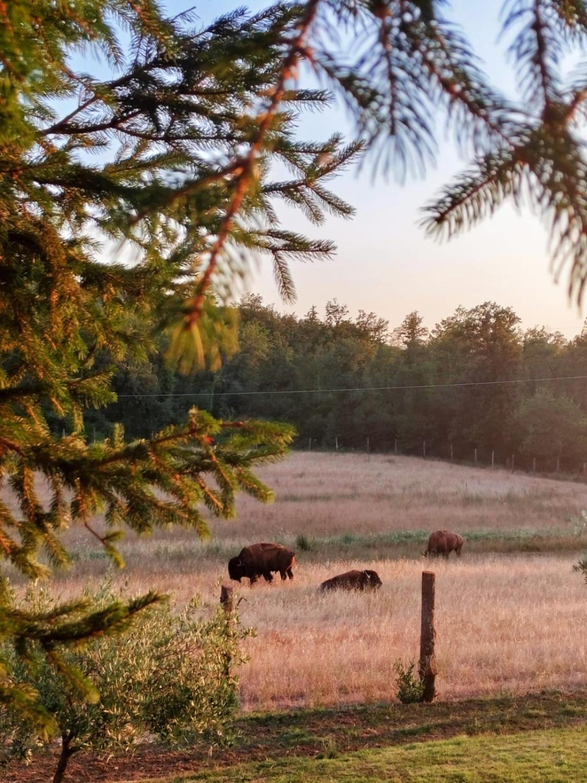 Terra Dei Bisonti Farm stay